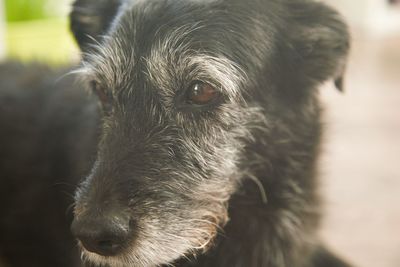 Close-up of dog looking away