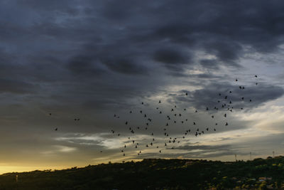 Flock of birds flying in sky