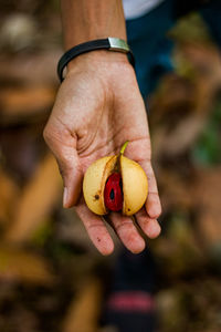 Close up of a hand holding a nutmeg from the tree