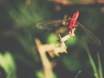 Close-up of dragonfly on plant