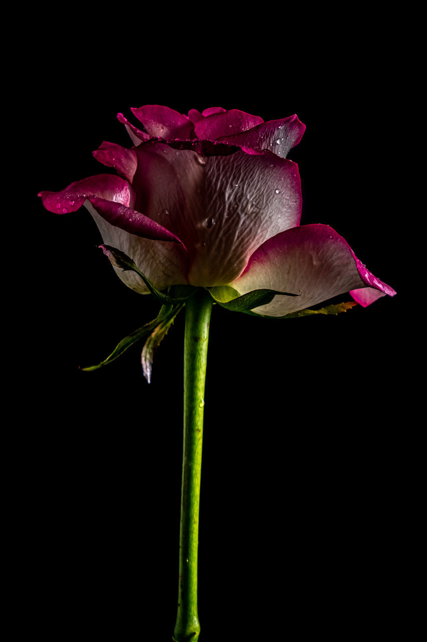 flower, flowering plant, plant, freshness, beauty in nature, black background, fragility, studio shot, petal, close-up, inflorescence, flower head, plant stem, nature, no people, indoors, pink, growth, purple, macro photography, copy space, cut out, rose, leaf