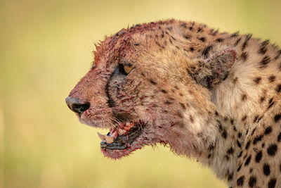 Close-up of cheetah looking away