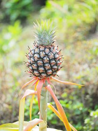 Close-up of plant