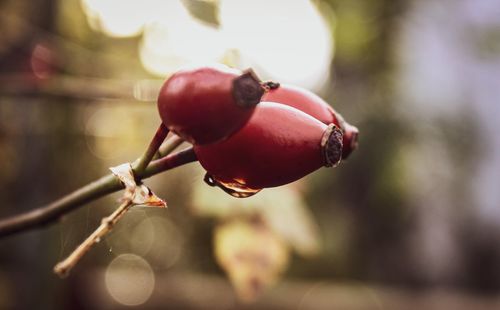 Close-up of berries on plant