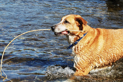 Dog in a lake