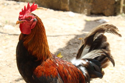 Close-up of rooster on field