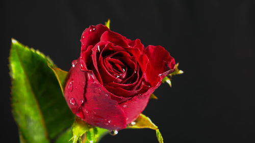 Close-up of red rose against black background