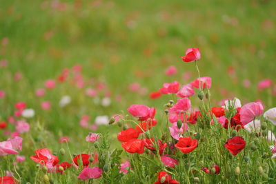 Close-up of pink poppy flowers on field