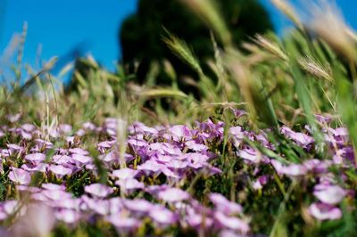 Close-up of purple flowers growing in park