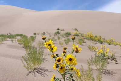 Yellow flowering plants on sand against sky