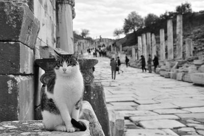 Cat on wall against historic street 