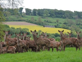 Flock of sheep on field
