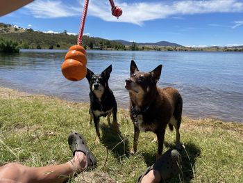 Two kelpies ready to play