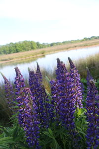 Close-up of purple flowering plants on field against sky