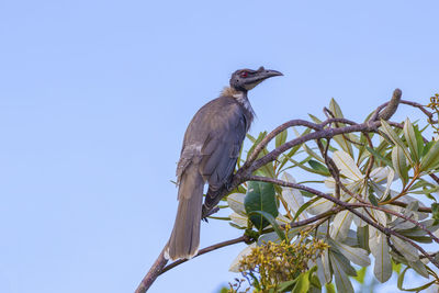 Low angle view of bird perching on tree against sky
