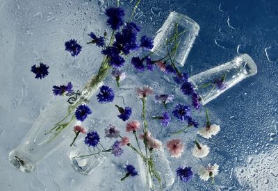 Summer flowers lavatera on blue sky background, fantasy composition	