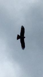 Low angle view of birds flying in sky