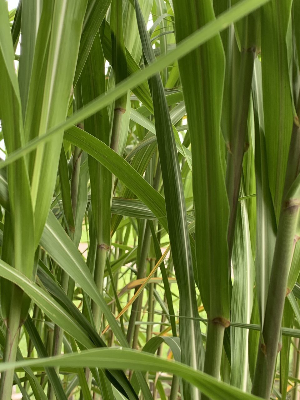 FULL FRAME SHOT OF FRESH GREEN GRASS