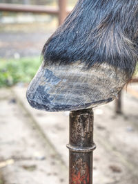 Close-up of a horse