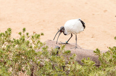 Bird perching on sand