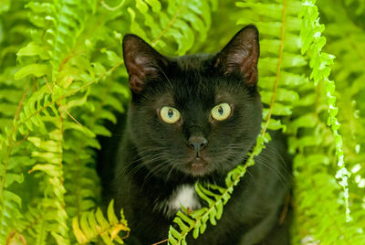 A black male cat  sits in a plant completely framed by green leaves and looks right into the camera