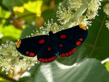 Close-up of butterfly pollinating on flower