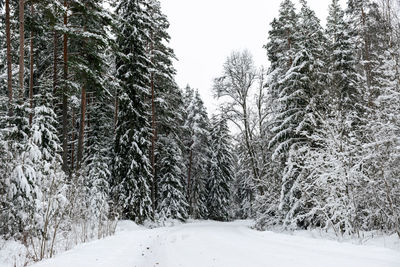 Pine trees in forest during winter