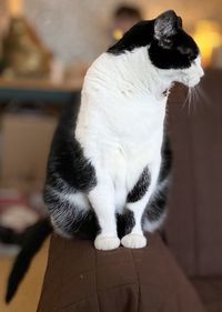 Close-up of cat looking away at home