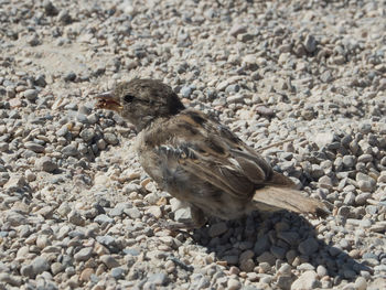 Close-up of bird on sand