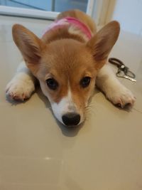 Close-up portrait of a dog