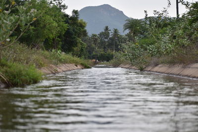 Surface level of river amidst trees against sky