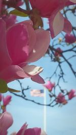 Close-up of pink flower blooming against sky