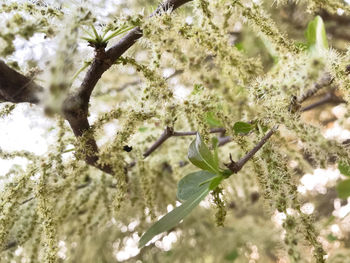 Low angle view of flowering plant