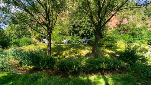 View of a tree in the forest