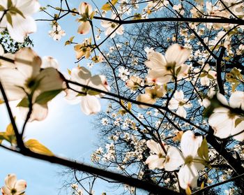 Low angle view of apple blossoms in spring
