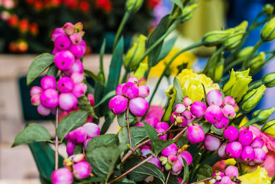 Close-up of pink flowering plants