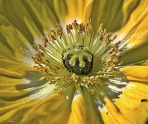 Full frame shot of yellow flower