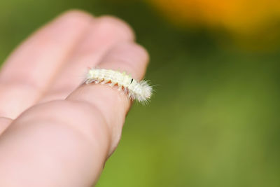 Close-up of hand holding leaf