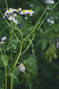 Close-up of white flowering plant