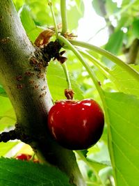 Close-up of cherries on tree