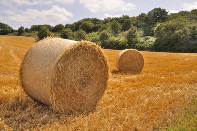 Round straw bales in harvested fields