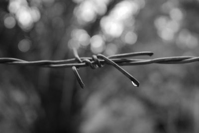 Close-up of wet barbed wire fence