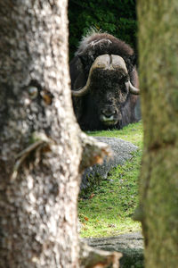 Black cat on tree trunk