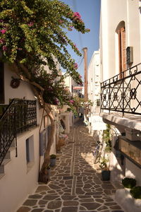 Footpath amidst trees and buildings in city