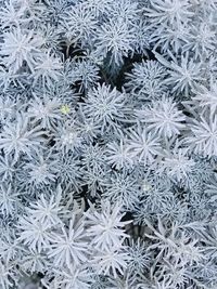 Full frame shot of frozen plants during winter