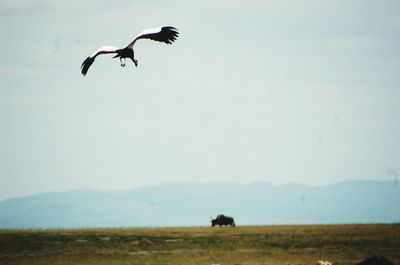 Birds flying over landscape against clear sky