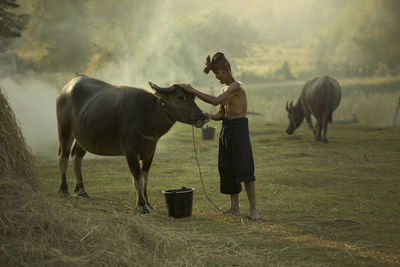 View of cows standing on field