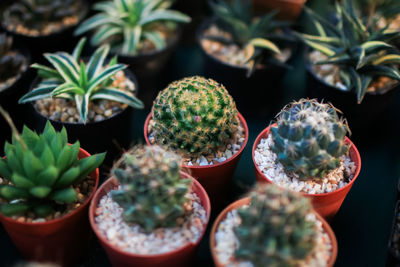 Close-up of succulent plants in pot