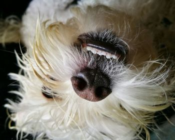 Close-up portrait of dog