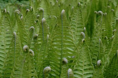 Close-up of fresh green fern in field